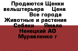 Продаются Щенки вельштерьера  › Цена ­ 27 000 - Все города Животные и растения » Собаки   . Ямало-Ненецкий АО,Муравленко г.